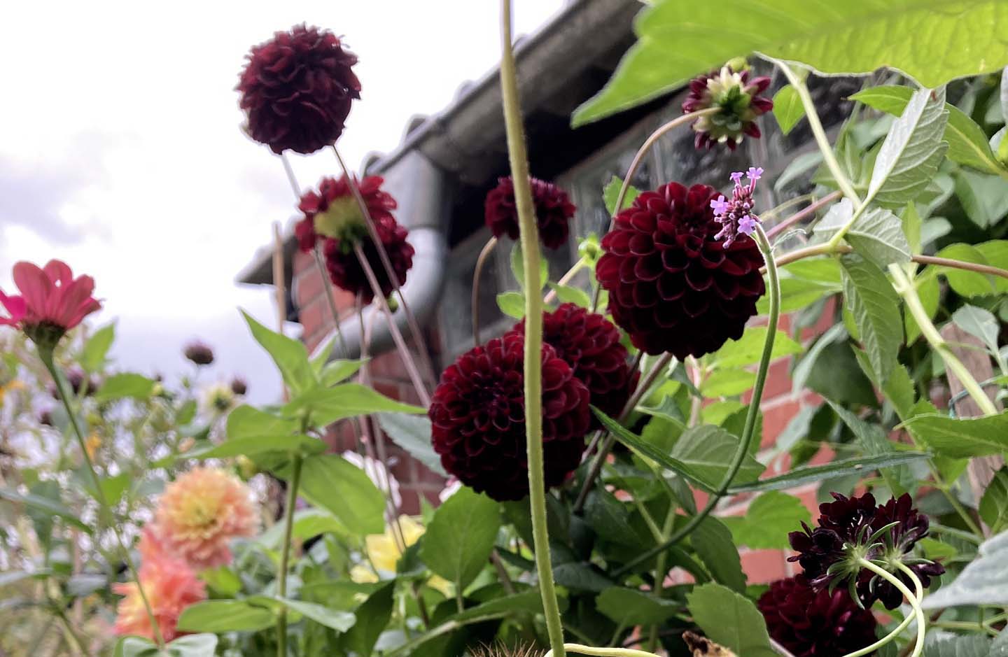 Gartengestaltung Frechen K&ouml;nigsdorf Beete Blumen Bl&uuml;ten