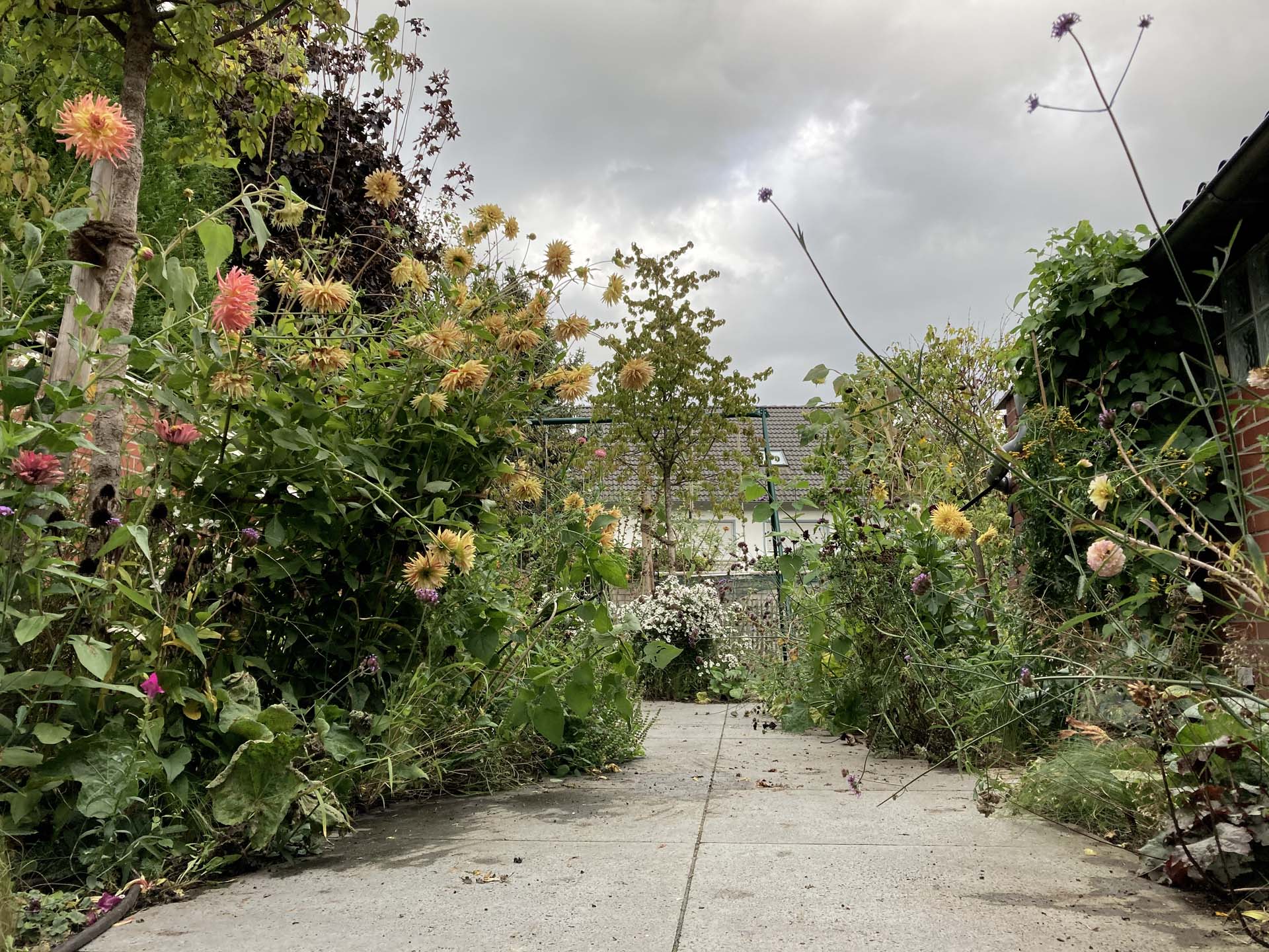 Gartengestaltung Frechen K&ouml;nigsdorf Beete Blumen Bl&uuml;ten