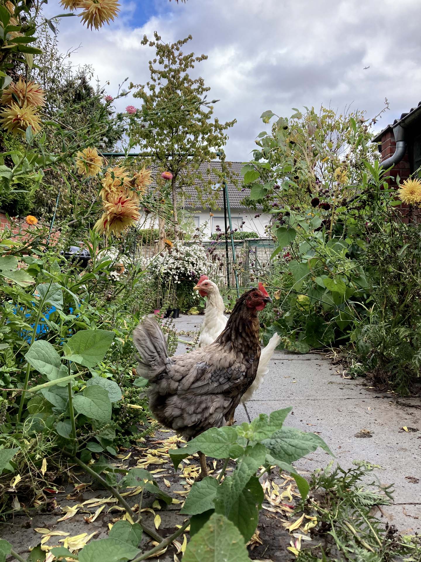 Gartengestaltung Frechen K&ouml;nigsdorf Beete Blumen Bl&uuml;ten