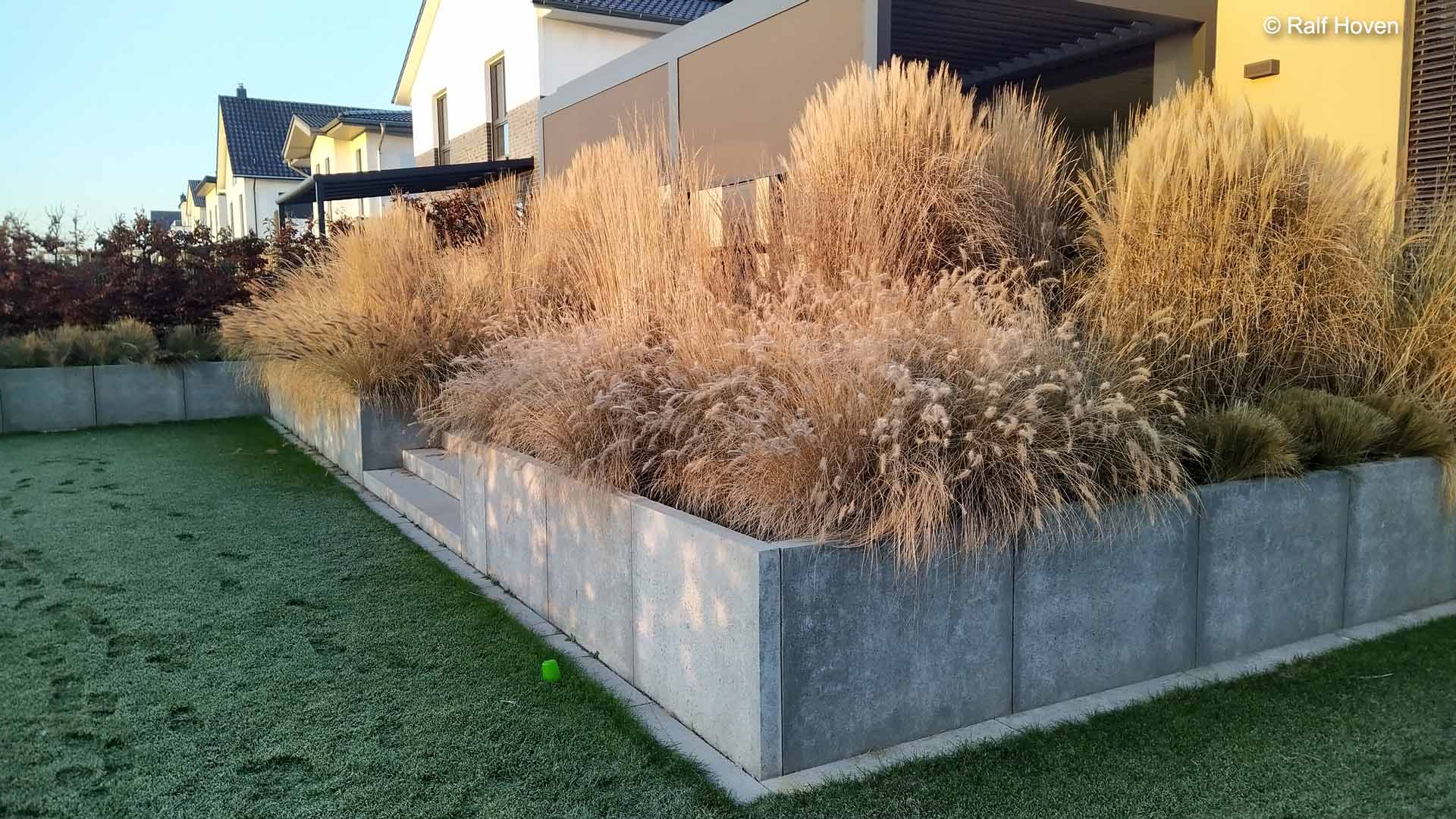 Gartengestaltung Pulheim Brauweiler gro&szlig;z&uuml;gig, modern, Buxkugeln, Schirmform, Felsenbirne, Kunstrasen