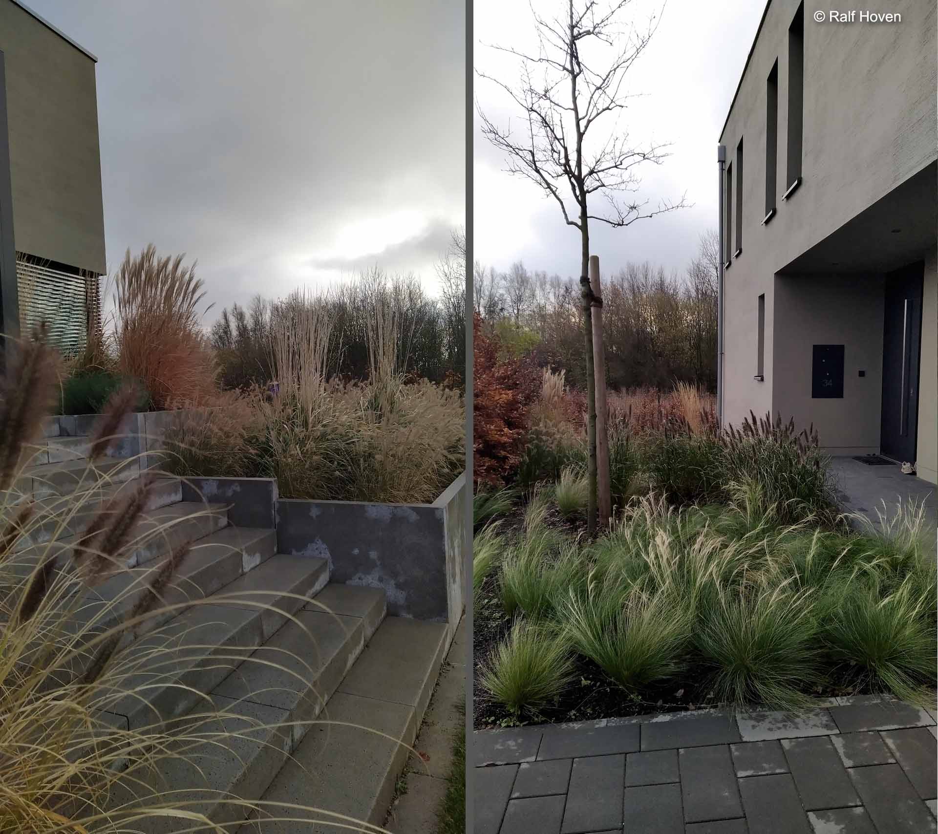 Gartengestaltung Pulheim Brauweiler gro&szlig;z&uuml;gig, modern, Buxkugeln, Schirmform, Felsenbirne, Kunstrasen