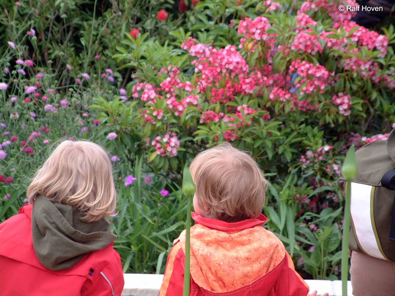 Gartengestaltung Frechen K&ouml;nigsdorf, Wasserbecken, Staudenbeete, modern