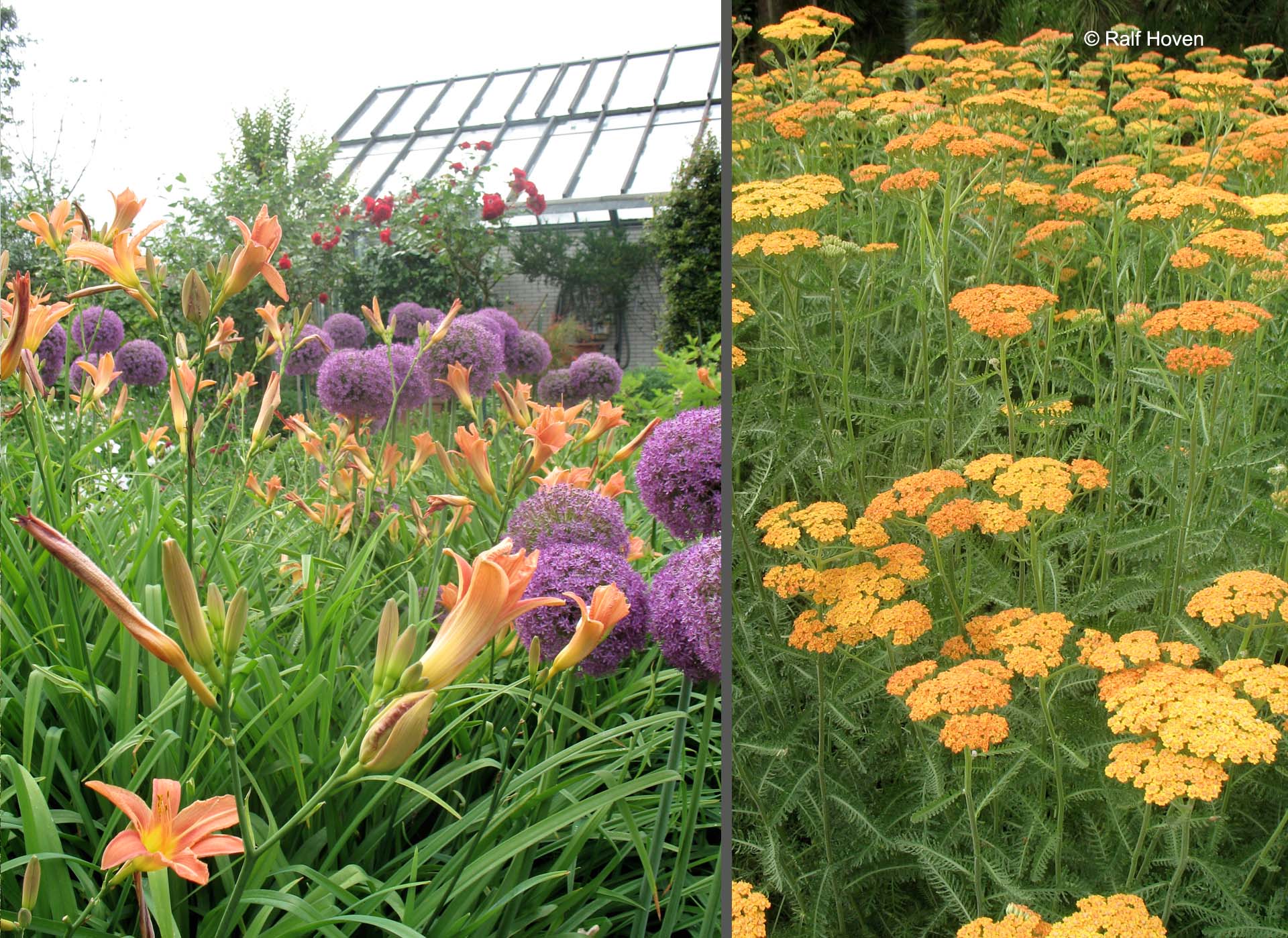 Gartengestaltung Sichtschutz