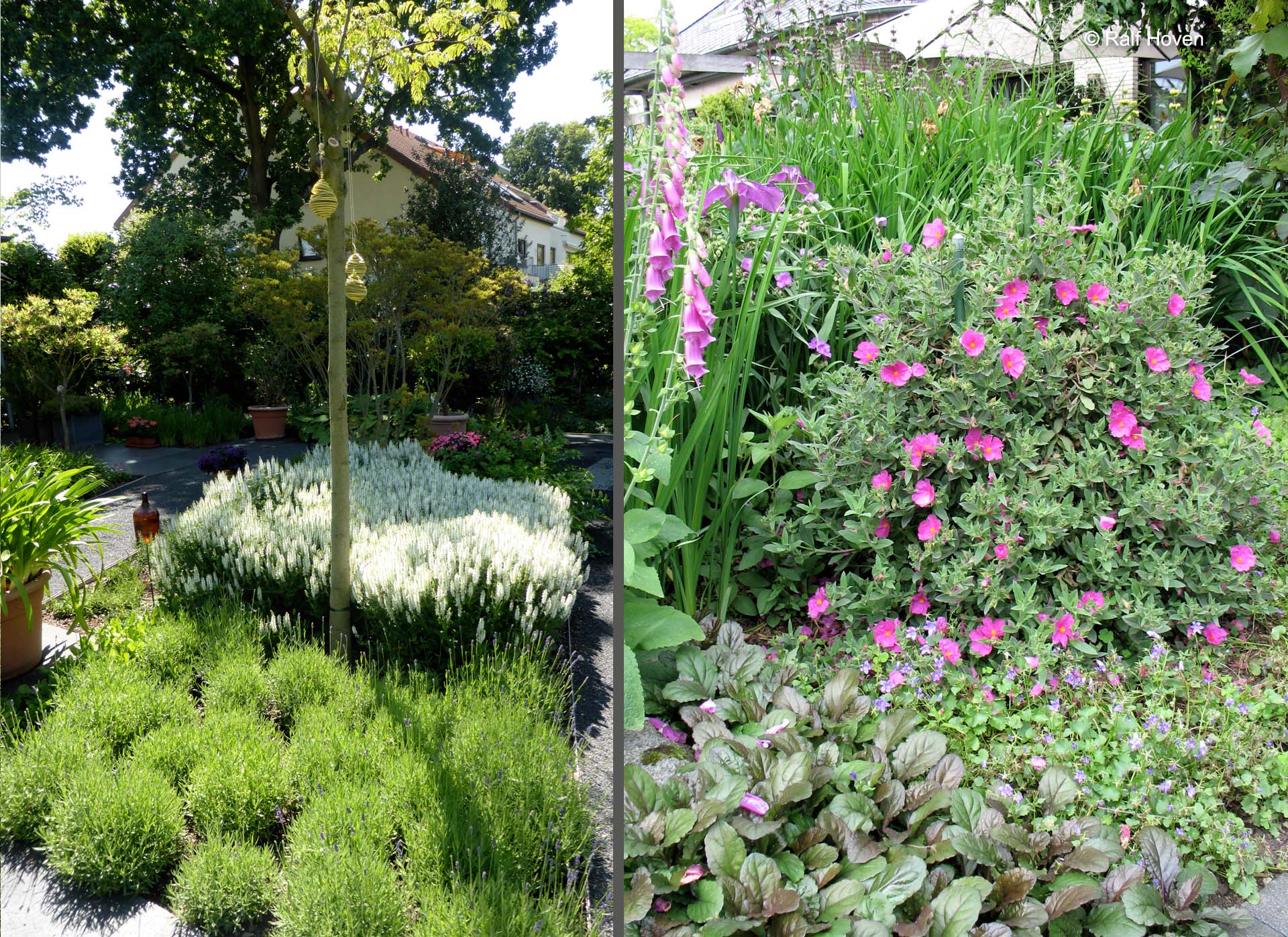 Gartengestaltung Sichtschutz