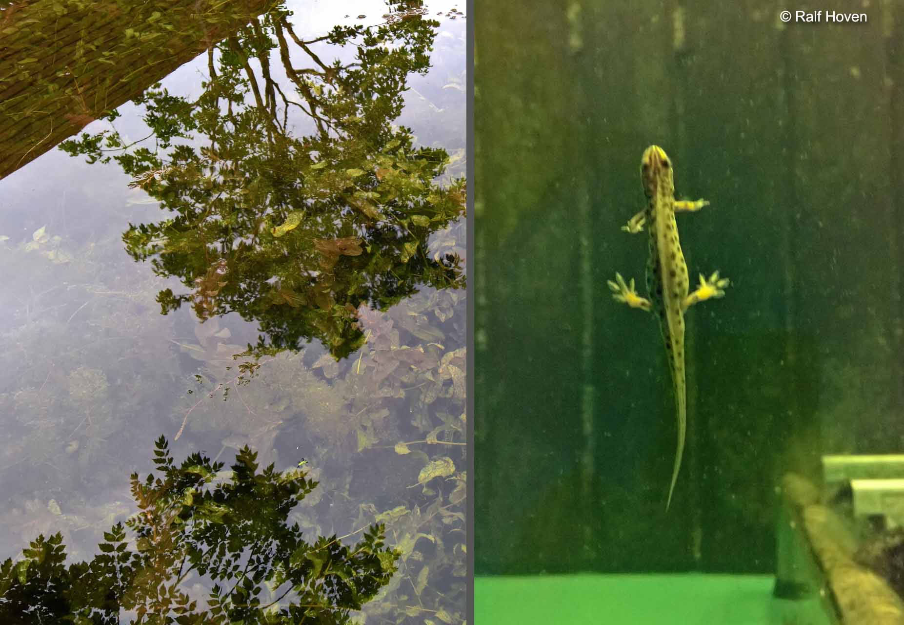 Gartengestaltung in Frechen, Wasserbecken