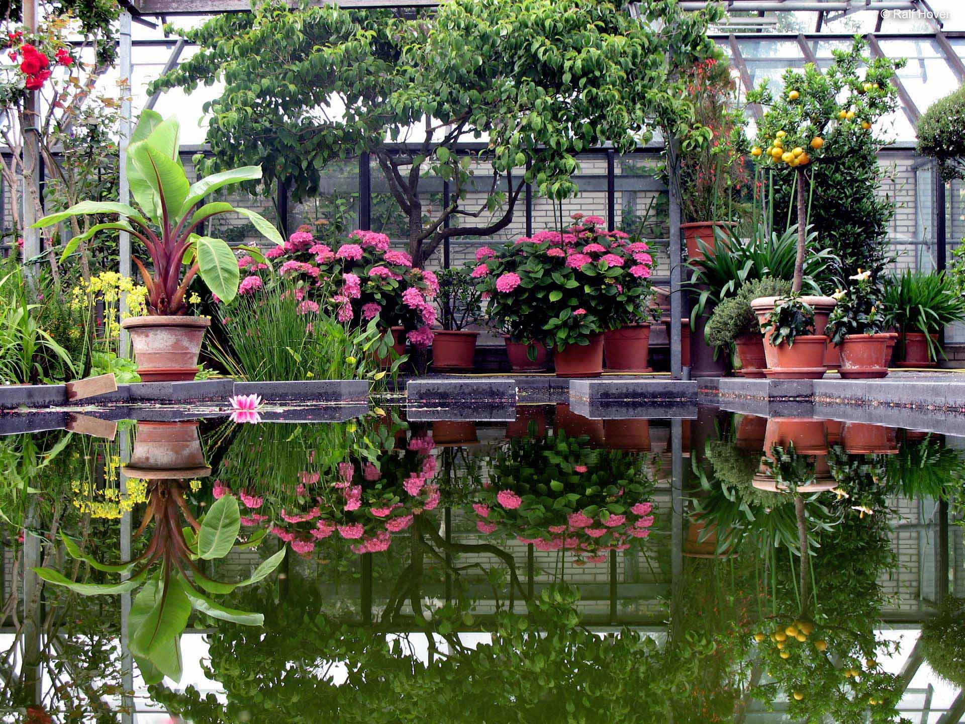 Gartengestaltung in Frechen, Schwimmteich